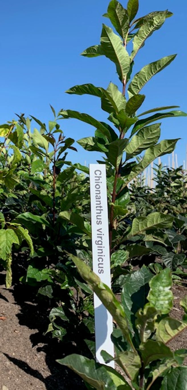 Chionanthus virginicus - 60-80 CM RB